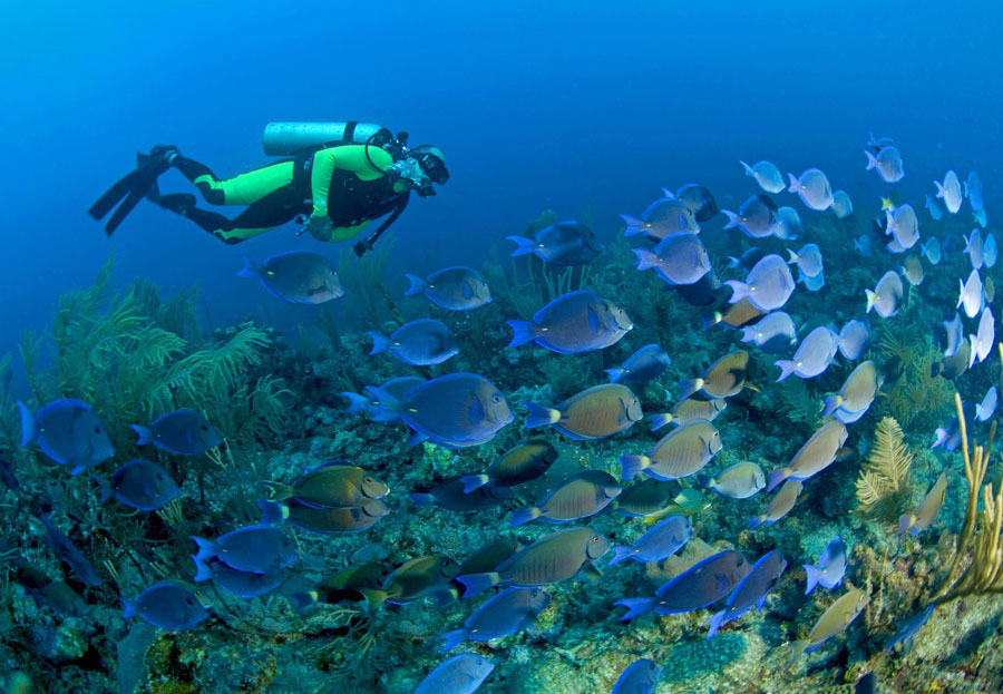 Nota sobre Bucear en la Riviera Maya