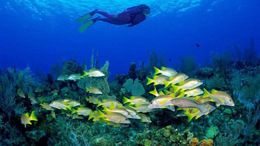 Nota sobre Bucear en la Riviera Maya