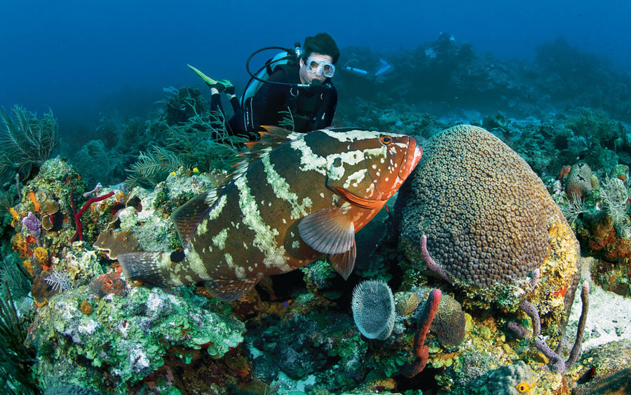 Nota sobre Bucear en Cozumel