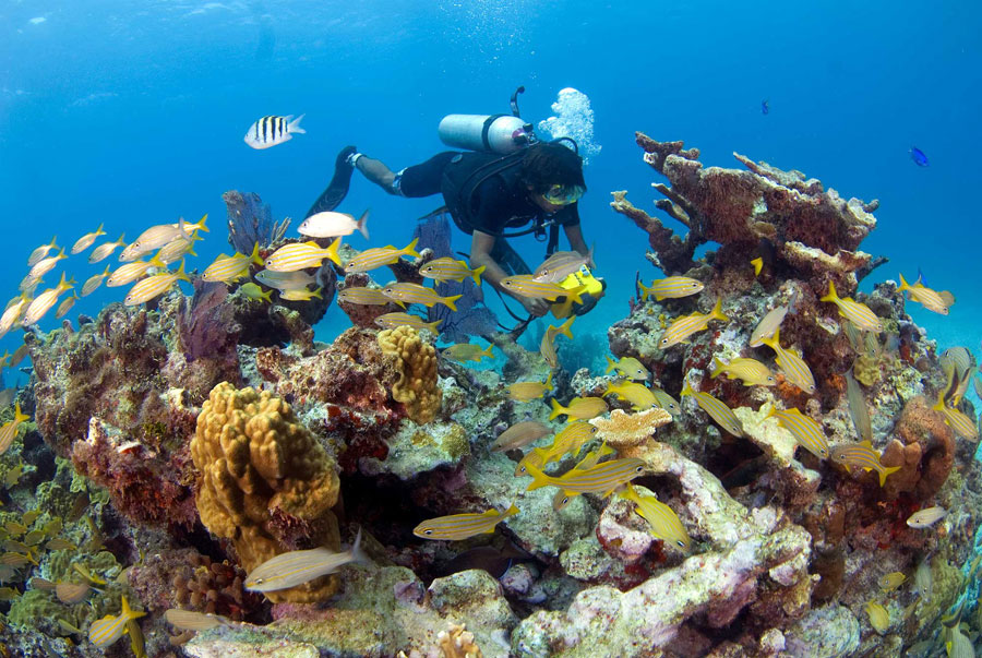 Nota sobre La experiencia de bucear en un cenote