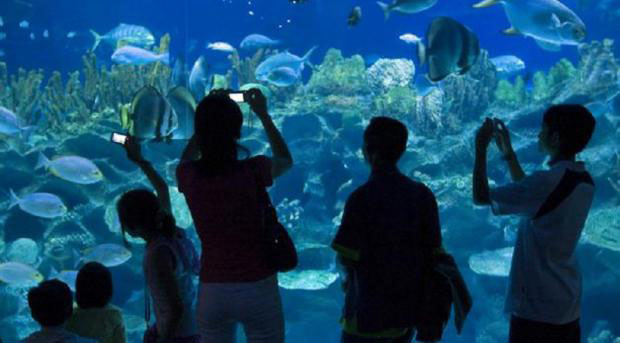 Nota sobre Muy pronto, un acuario en la ciudad de México