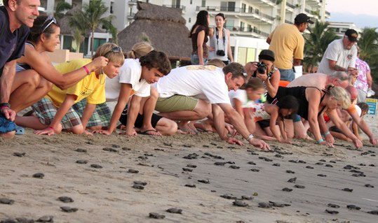 Nota sobre Campamento Tortuguero Nuevo Vallarta, Jalisco