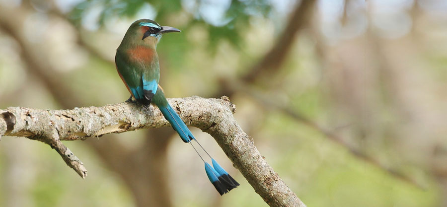 Nota sobre Festival de las Aves, Yucatán