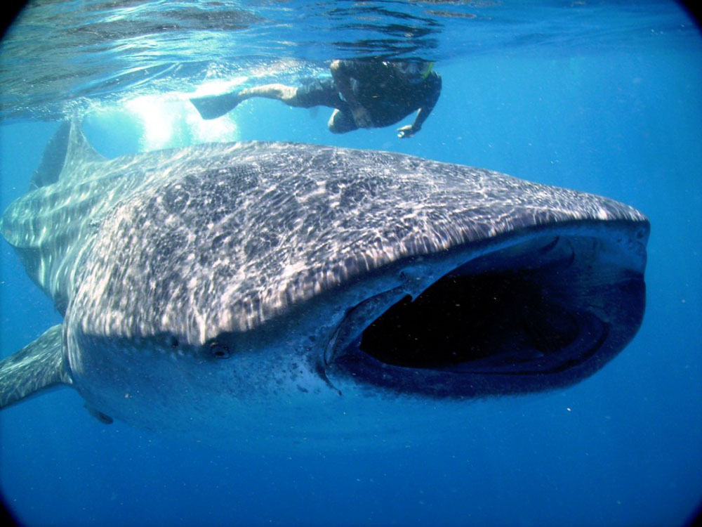 Nota sobre Tiburon Ballena