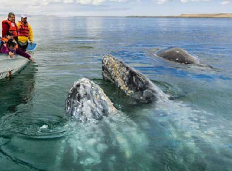 Nota sobre Capital Mundial de las ballenas, Baja California Sur