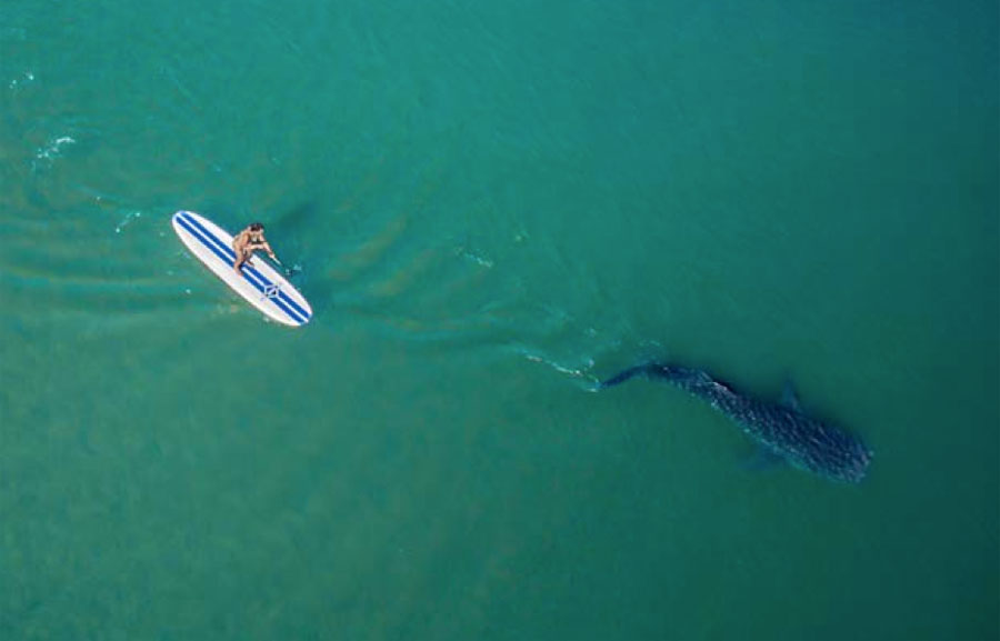 Nota sobre Pesca Deportiva, Baja California Sur