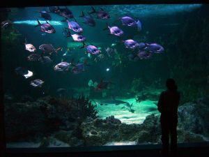 Nota sobre Acuario Mazatlán 