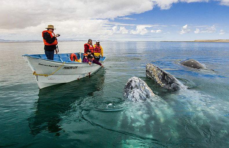 Nota sobre Avistamiento de la Ballena Gris, Ensenada Baja California