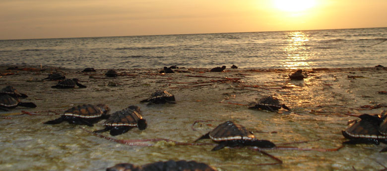 Nota sobre Liberación de tortugas, Campeche