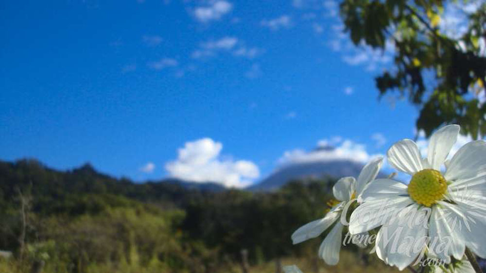 Nota sobre Cuauhtémoc, Colima