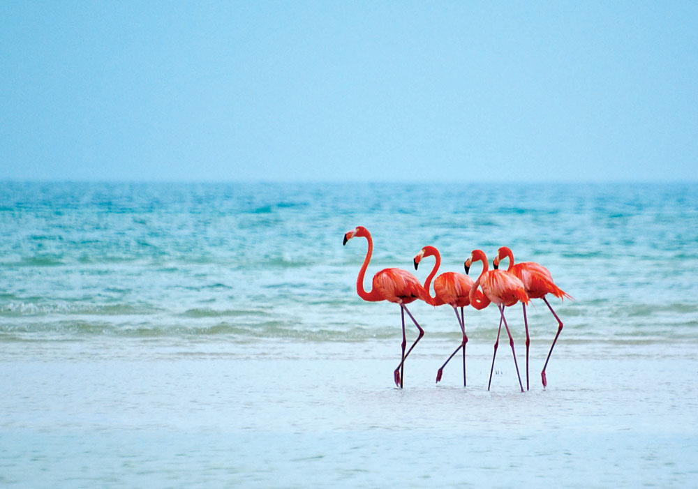 Nota sobre Que actividades puedes hacer en Holbox