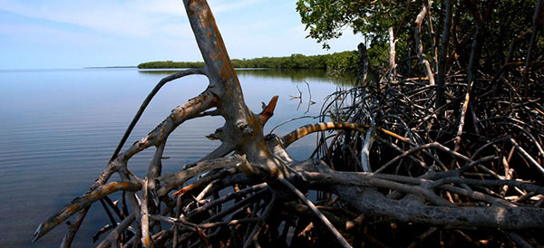 Nota sobre Campeche: el amor se lleva en los huesos