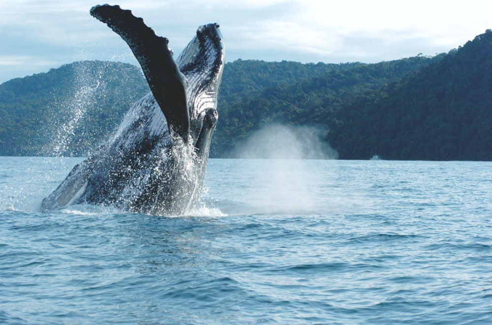 Nota sobre Ballena gris, Baja California Sur