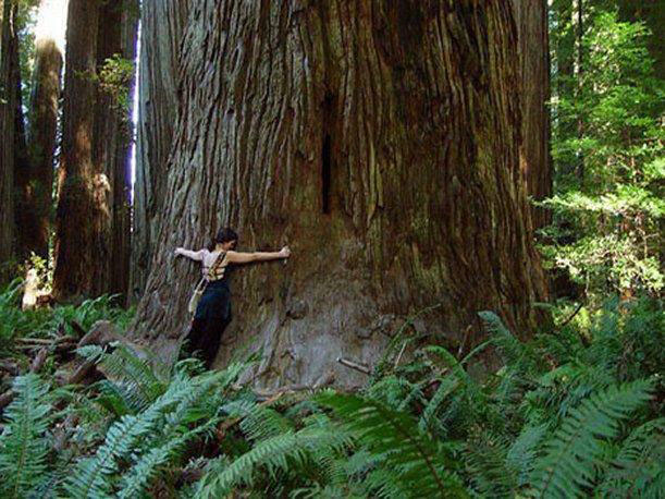 Nota sobre Entérate cómo cuidar el medio ambiente en tu viaje en 8 consejos