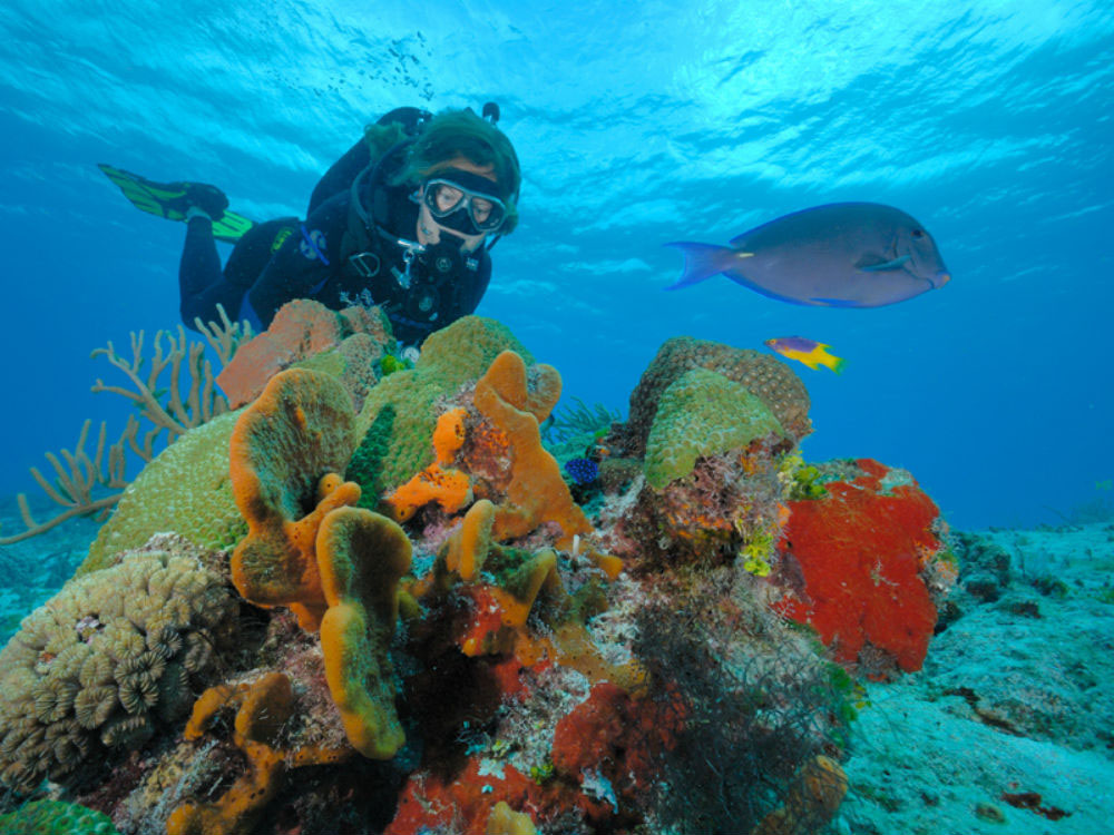 Nota sobre Los arrecifes de Cozumel