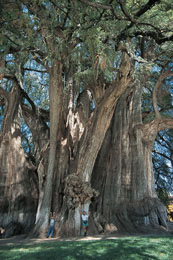 Nota sobre Árbol de Santa María del Tule, Oaxaca