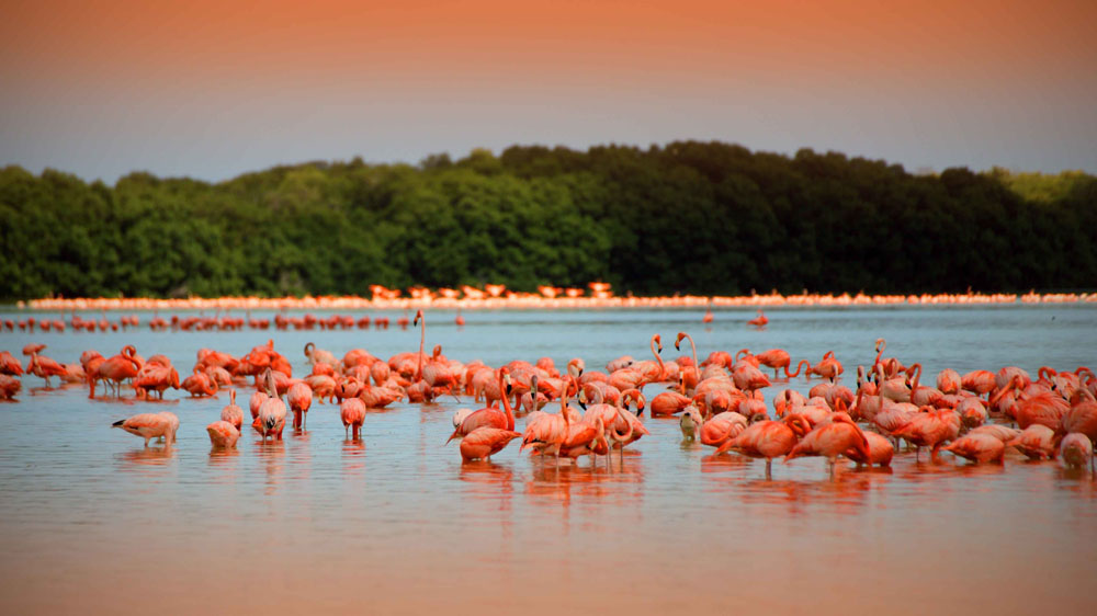 Nota sobre Los flamencos rosados de Celestún, Yucatán