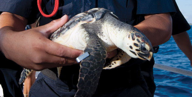 Nota sobre Akumal, la playa donde es posible ver tortugas marinas en la Riviera Maya