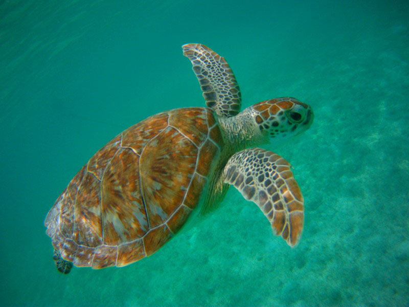 Nota sobre Akumal, la playa donde es posible ver tortugas marinas en la Riviera Maya