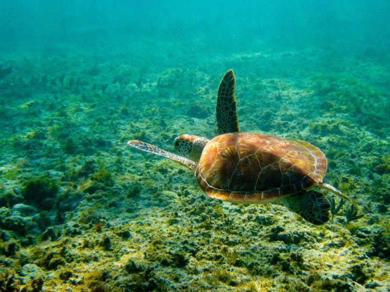 Nota sobre Akumal, la playa donde es posible ver tortugas marinas en la Riviera Maya