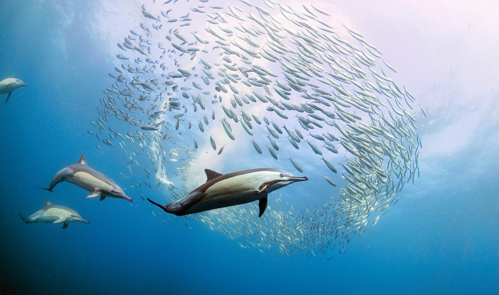 Nota sobre Mira cómo se alimentan los delfines durante la migración de las sardinas