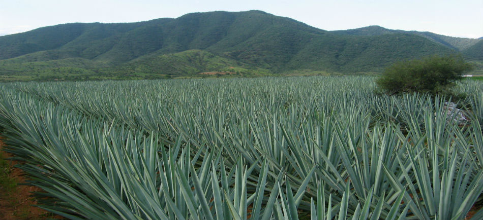 Nota sobre Haz patria: bebe mezcal