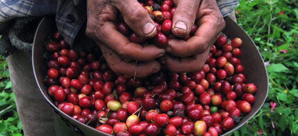 Nota sobre Mar con aroma de café