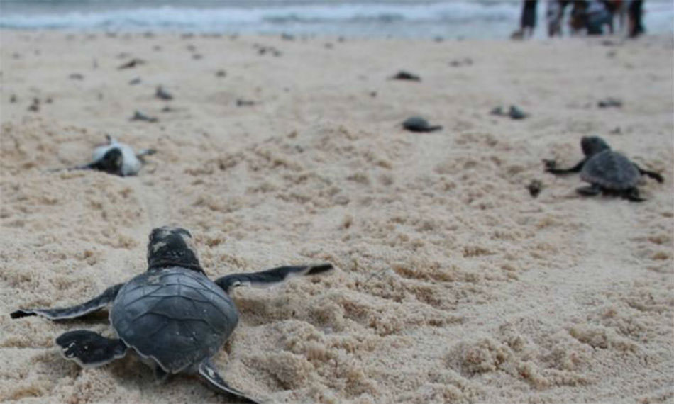 Nota sobre Festival de la Tortuga Marina 2015 en Tulum