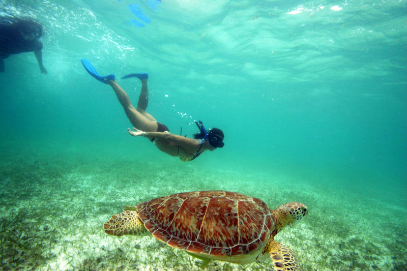 Nota sobre Visitas y voluntariado en Cancún para proteger a las tortugas marinas