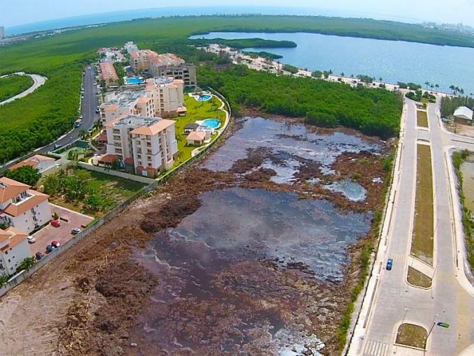 Nota sobre Todo lo que debes saber sobre la destrucción del manglar de Tajamar en Cancún