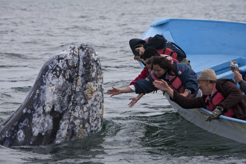 Nota sobre Emotivo rescate de ballena jorobada