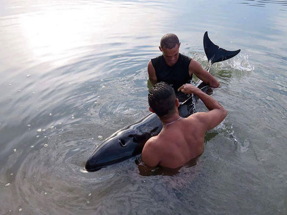 Nota sobre Surfistas escuchan llanto de una bebé ballena y permanecen con ella seis horas hasta salvarla