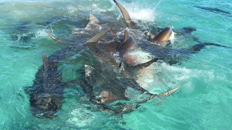 Nota sobre Crean unas anillas para latas de refresco que los animales marinos pueden comerse sin peligro