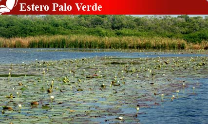 Nota sobre Estero Palo Verde, Colima