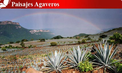 Nota sobre Cerro de la Silla, Nuevo León