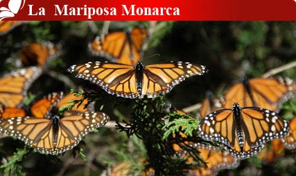 Nota sobre La Mariposa Monarca, Michoacán