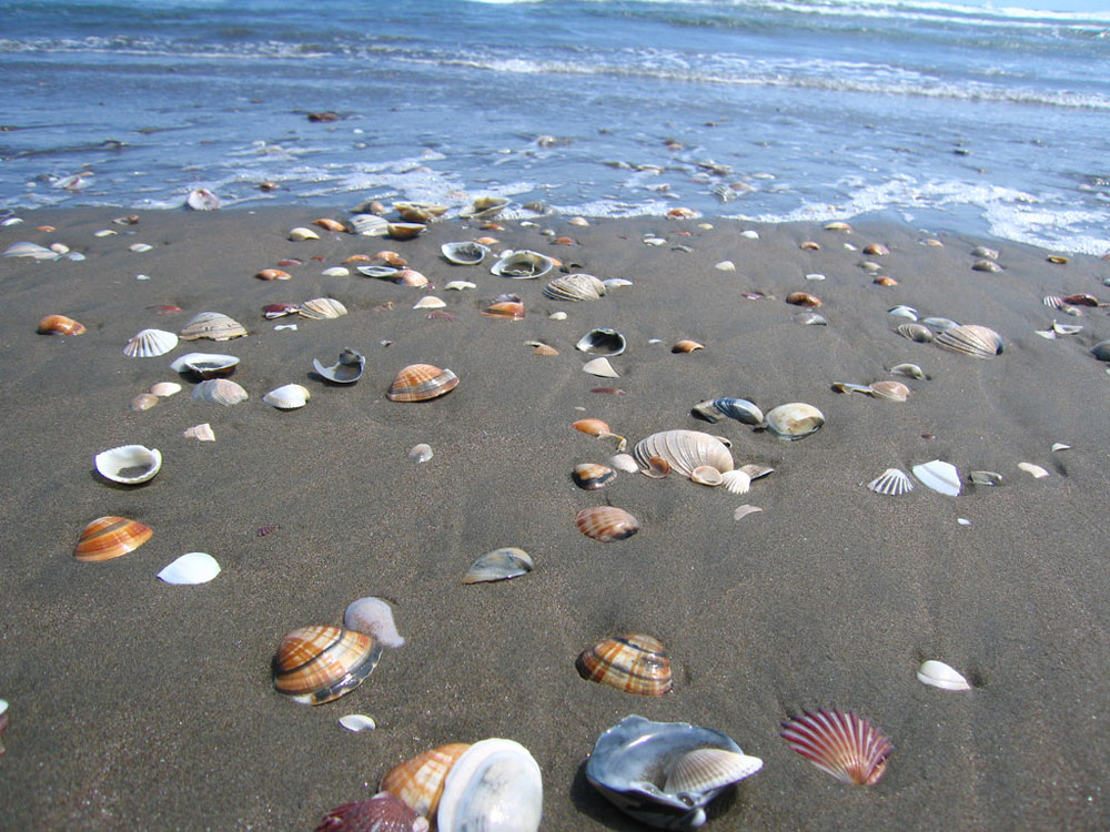 Imagen de Playa Gaviotas