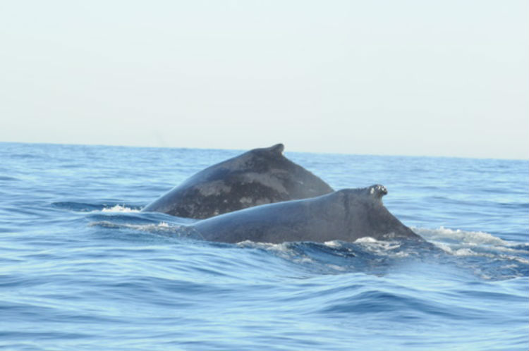 Nota sobre Avistamiento de ballenas en las playas mexicanas