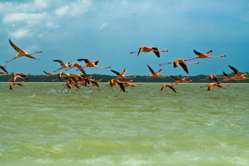 Nota sobre Celest&uacute;n, una bella playa de Yucat&aacute;n