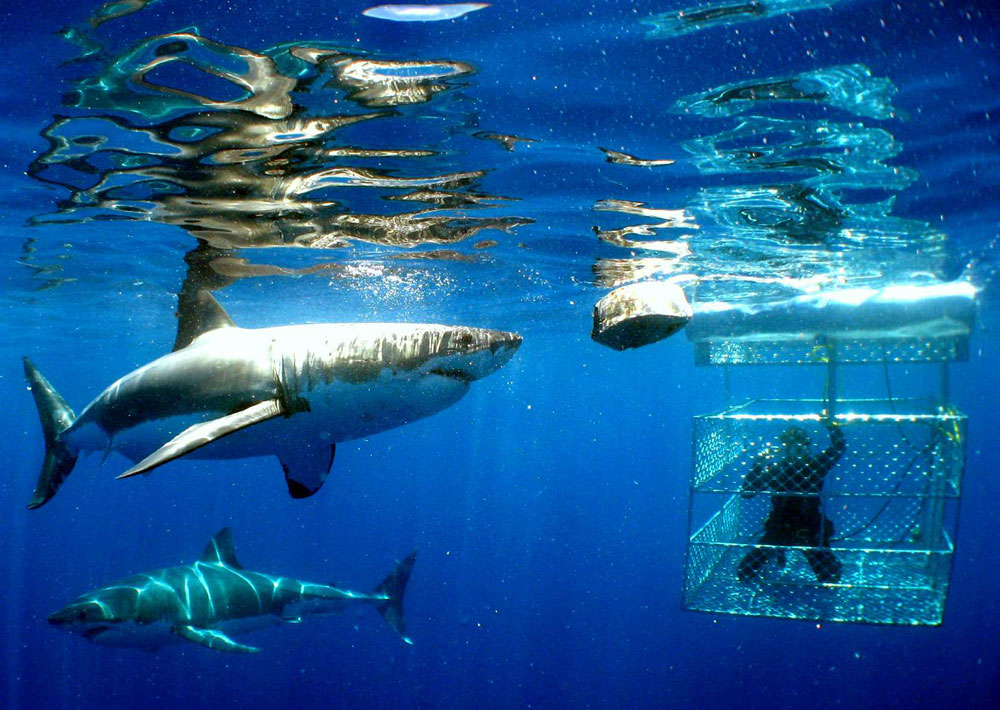 Nota sobre Shark cage nada con tiburones en Haw&aacute;i