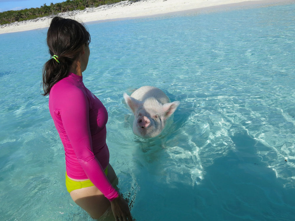 Nota sobre Shark cage nada con tiburones en Haw&aacute;i