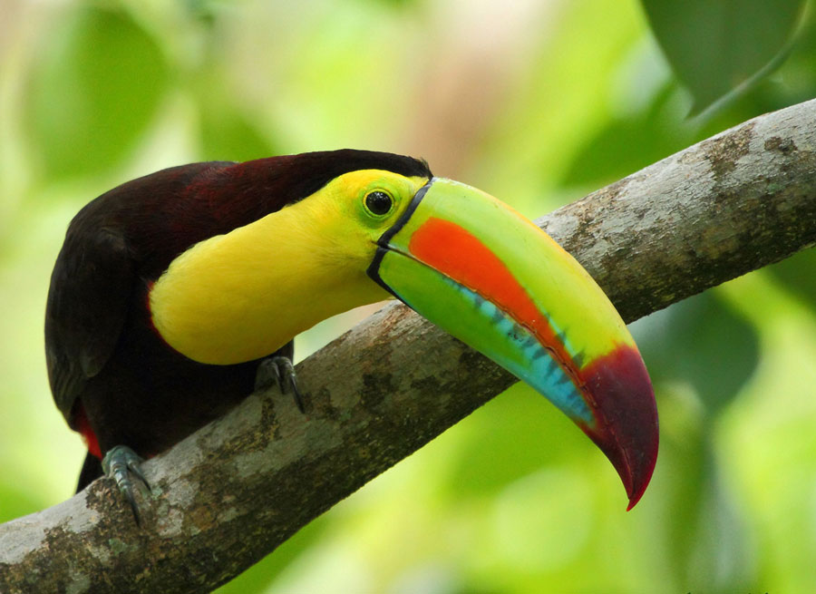 Nota sobre Honduras es el para&iacute;so de las aves