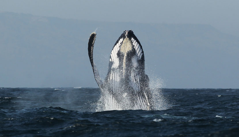 Nota sobre D&oacute;nde y cu&aacute;ndo avistar ballenas jorobadas en Per&uacute;