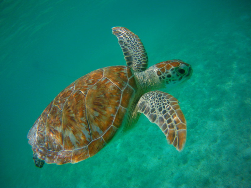 Nota sobre La playa m&aacute;s ecol&oacute;gica del mundo