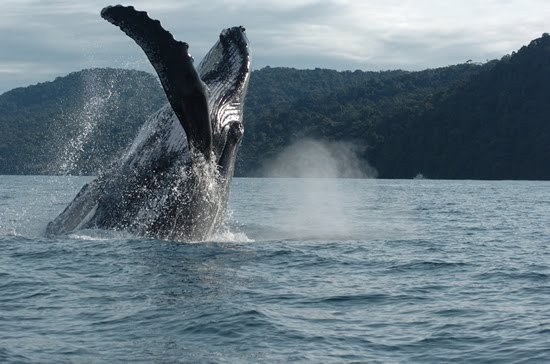 Imagen de Bahía Solano