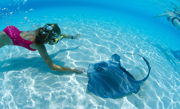 Nota sobre Una ciudad de mantarrayas en el Caribe