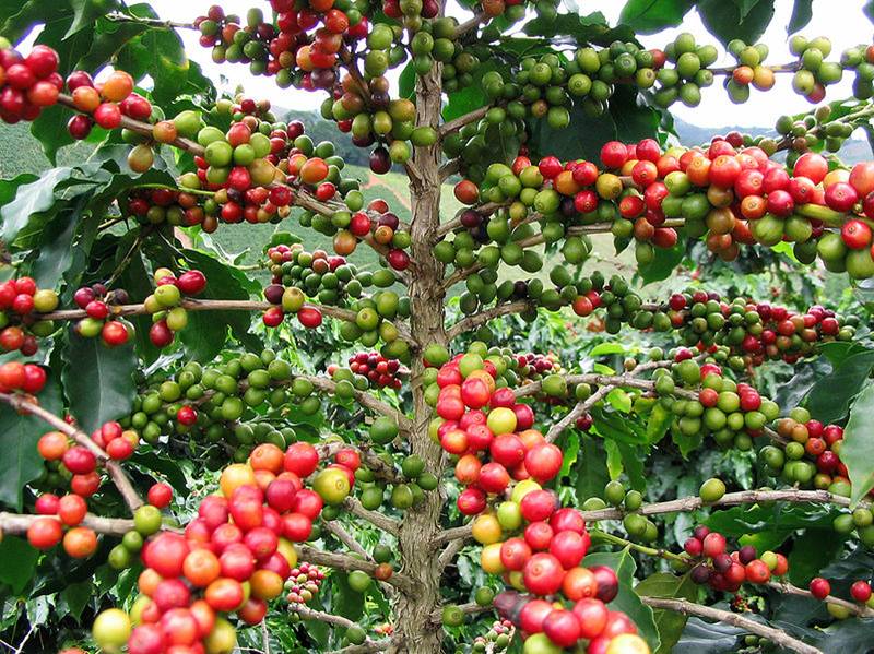 Nota sobre Puerto Rico reactiva su industria cafetera tradicional