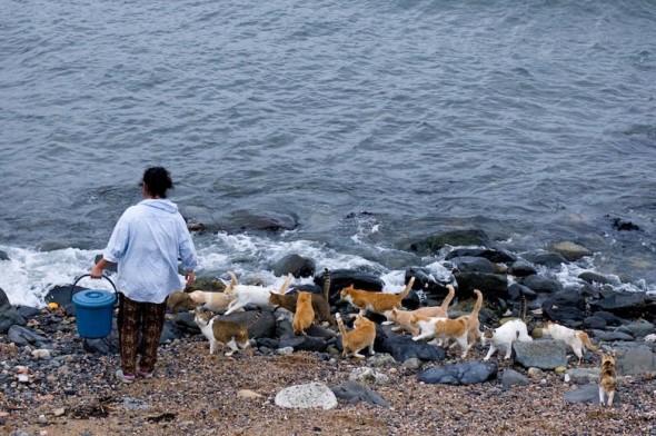 Nota sobre Toshirojima, La isla de los gatos