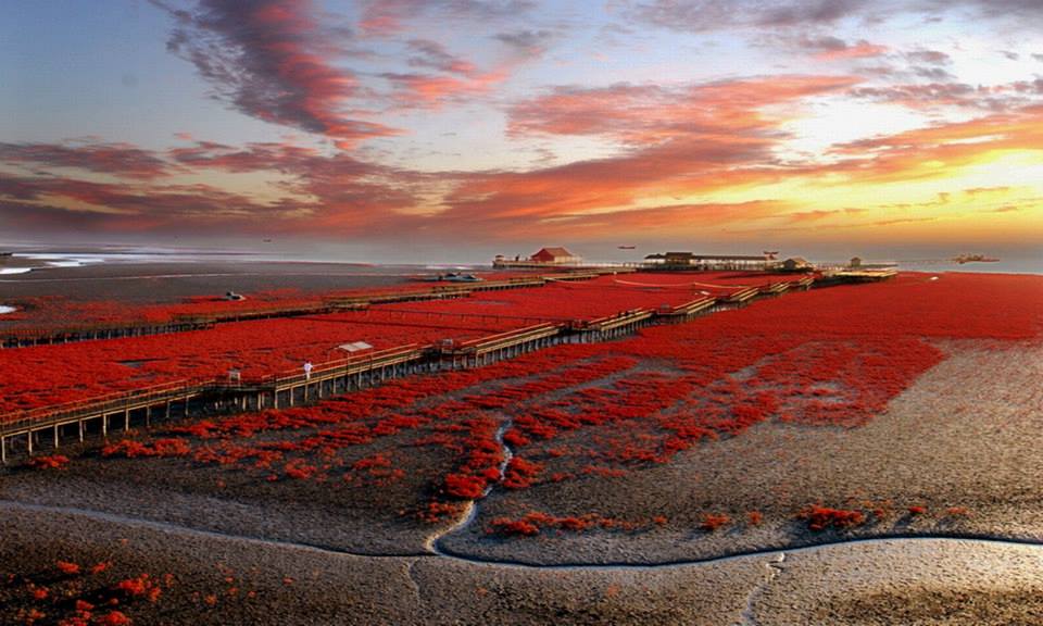 Nota sobre Una playa que se tiñe de rojo (en Panjin, China)