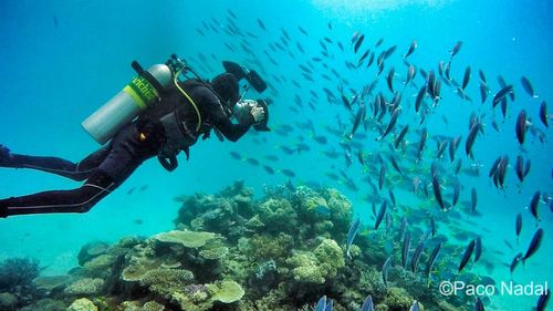 Nota sobre Los mejores lugares para bucear en la Gran Barrera de Coral